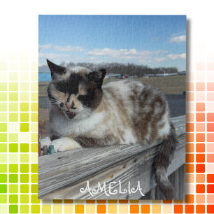 Foto für Katzen, Familiennacht, Spaß nach Maß