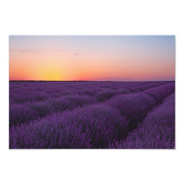 Foto für Lavendelfelder (Vorne)