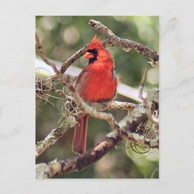 Foto für männliche Kardinäle Postkarte (Vorderseite)