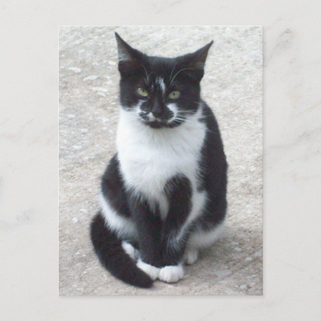 Foto für Schwarze und Weiße Katzen Postkarte (Vorderseite)