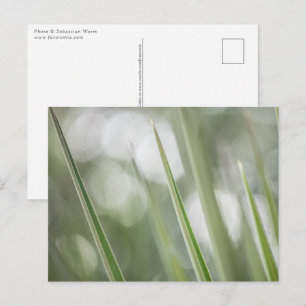 Foto "Grüne Pflanze" Postkarte