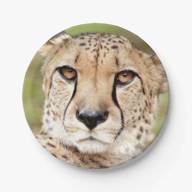Foto Guepard, Katze Pappteller (Vorderseite)