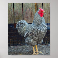 Foto "Hühnerschwarz"