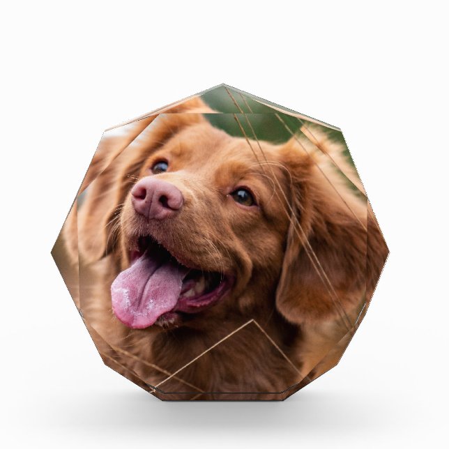 Foto-Hundeschema-Foto-Block Fotoblock (Vorderseite)