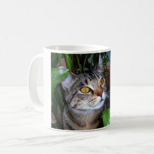 Foto Ihre Hauskatze Kaffee Tasse