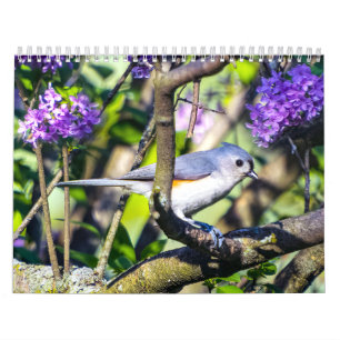Foto-Kalender für wild lebende Vogelarten Kalender