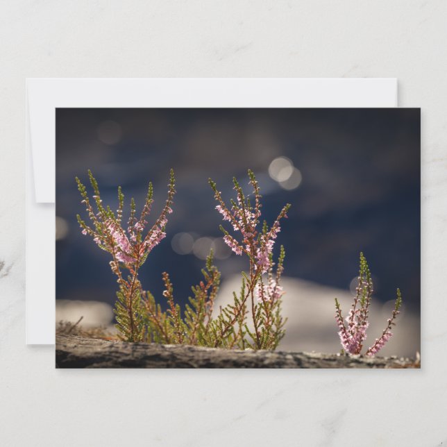 Foto-Karte für die allgemeine Heilnatur (Vorderseite)