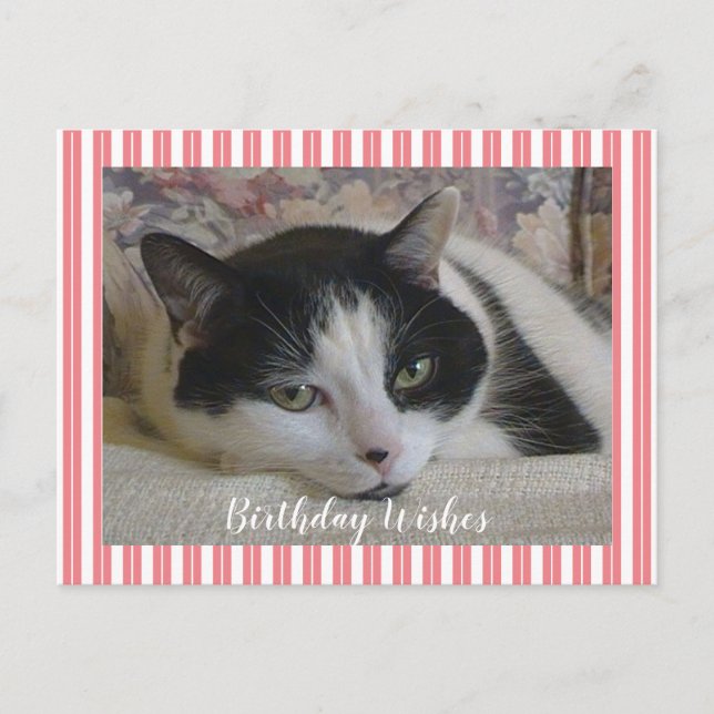 Foto Katze  Postkarte (Vorderseite)