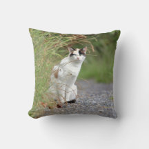 Foto Katze , Tiere . Kissen werfen