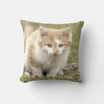Foto Katze , Tiere . Kissen werfen