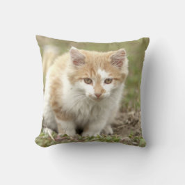 Foto Katze , Tiere . Kissen werfen