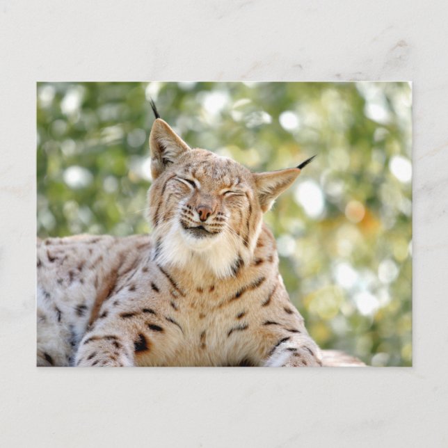 Foto Luchs , Tiere auf der Postkarte (Vorderseite)