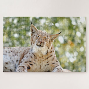 Foto lynx , Haustier , Tiere 0296.