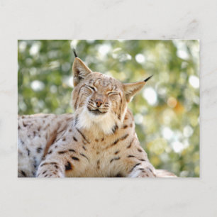 Foto lynx , Tiere . Postkarte