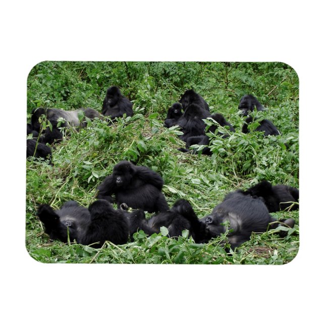 Foto-Magnet für die Berggorilla-Gruppe Magnet (Horizontal)