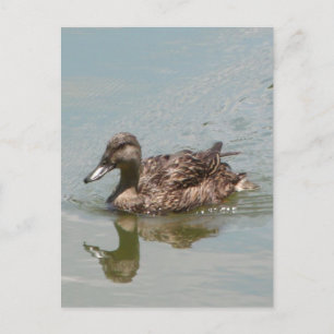 Foto Mallard Postkarte