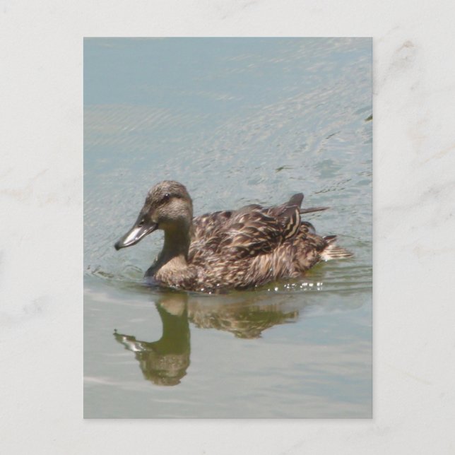 Foto Mallard Postkarte (Vorderseite)