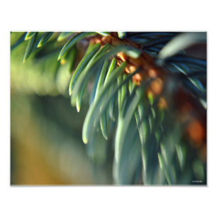 Foto mit blauer Spruce