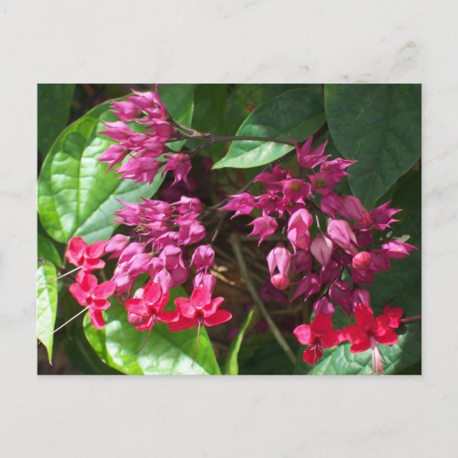 Foto mit roter Blutung Postkarte (Vorderseite)