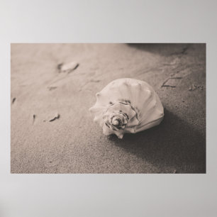 Foto mit weißer Muschel auf Sand Poster