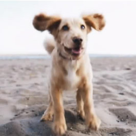 Foto Name Schriftart Farboptionen Totbeutel Tasche