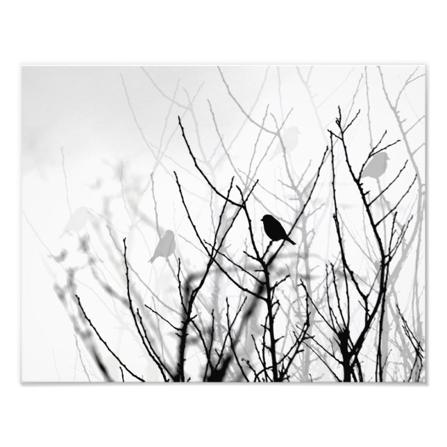 Foto, Natur, Vögel, Bäume Fotodruck (Vorne)