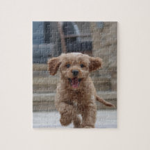 Foto | Niedlicher Adorable Hund hochladen