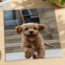 Foto | Niedlicher Adorable Hund hochladen