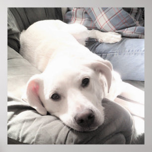 Foto Niedlicher, müde Hund mit Vater auf Couch Squ Poster