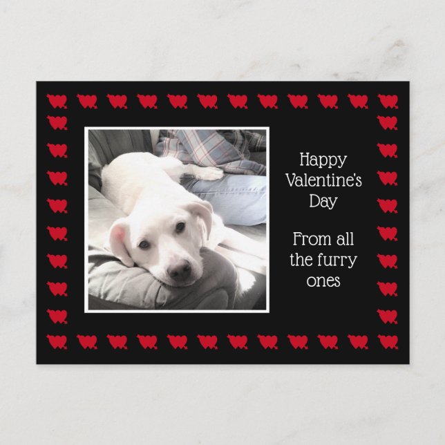 Foto Niedlicher weißer Hund mit bester Freundschaf Postkarte (Vorderseite)