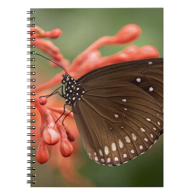 Foto Notebook (80 Seiten B&W) Notizblock (Vorderseite)