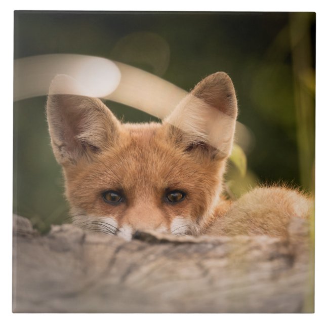 Foto of a Cute Little Orange Fox Fliese (Vorderseite)