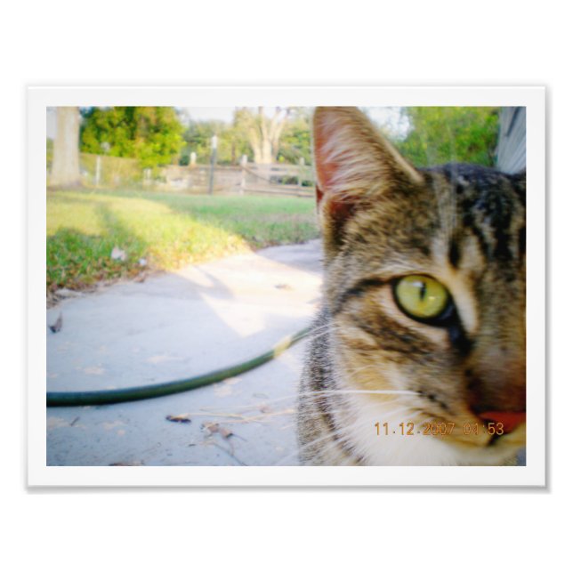Foto ohne Namen Tabby Cat "Wedding" (Vorne)