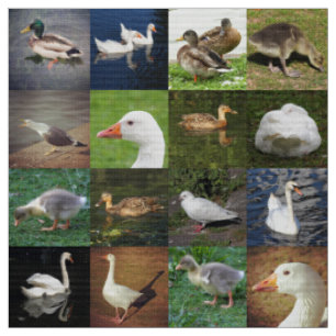 Foto-Patchwork - Vögel Stoff