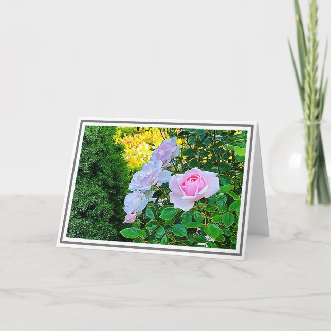 Foto Pellerrosa Kletterpflanzen Rose mit grünem Bl Karte (Vorderseite)