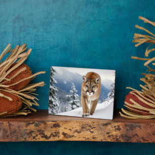 Foto Plaque-Mountain Lion Fotoplatte