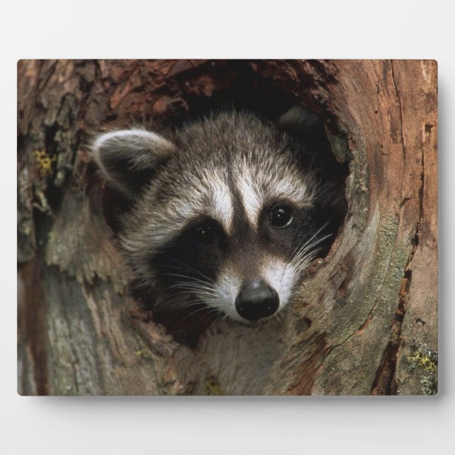 Foto Plaque-Raccoon im Baum Fotoplatte (Vorderseite)