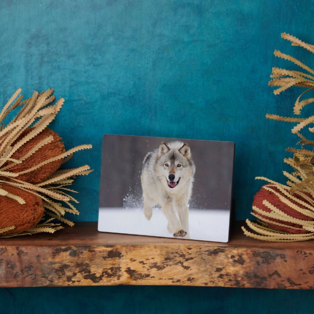 Foto Plaque-Wolf Plaque Fotoplatte (Seite)