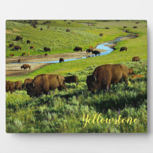 Foto Plaque-Yellowstone Buffalo Fotoplatte