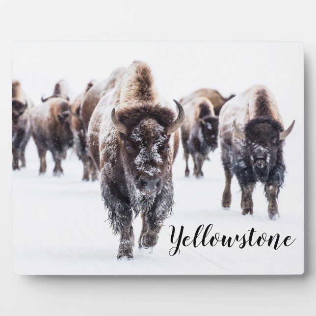Foto Plaque-Yellowstone Buffalo Fotoplatte (Vorderseite)