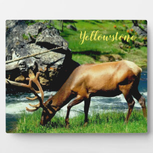Foto Plaque-Yellowstone-Elch Fotoplatte