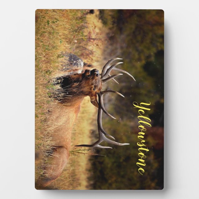 Foto Plaque-Yellowstone-Elch Fotoplatte (Vorderseite)