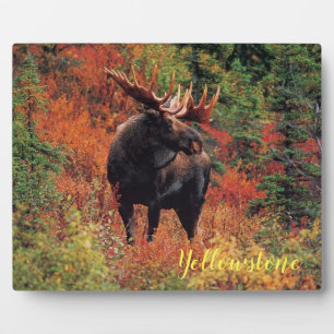 Foto Plaque-Yellowstone Elche Fotoplatte