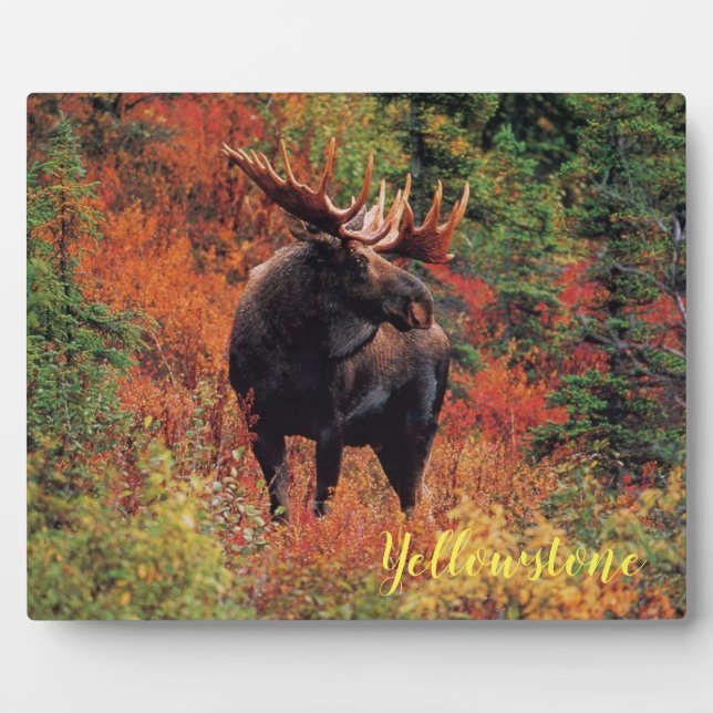 Foto Plaque-Yellowstone Elche Fotoplatte (Vorderseite)