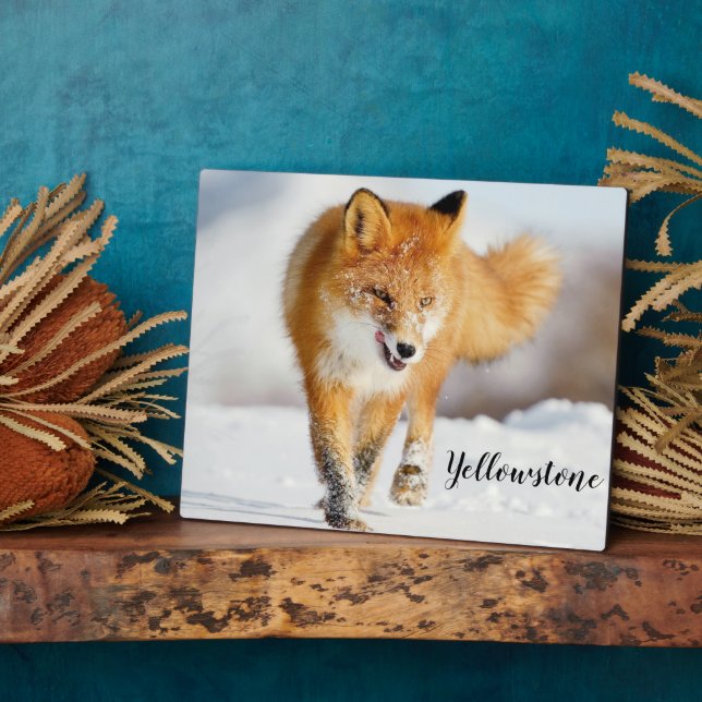 Foto Plaque-Yellowstone Red Fox Plaque Fotoplatte (Seite)