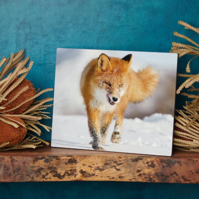 Foto Plaque-Yellowstone Red Fox Plaque Fotoplatte (Seite)