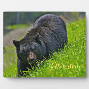 Foto Plaque-Yellowstone Schwarzer Bär Fotoplatte