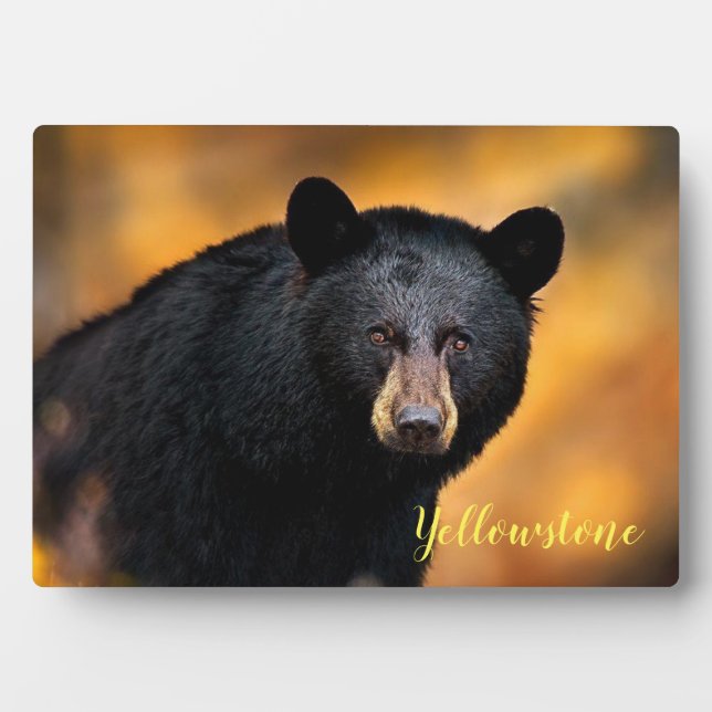 Foto Plaque-Yellowstone Schwarzer Bär Fotoplatte (Vorderseite)