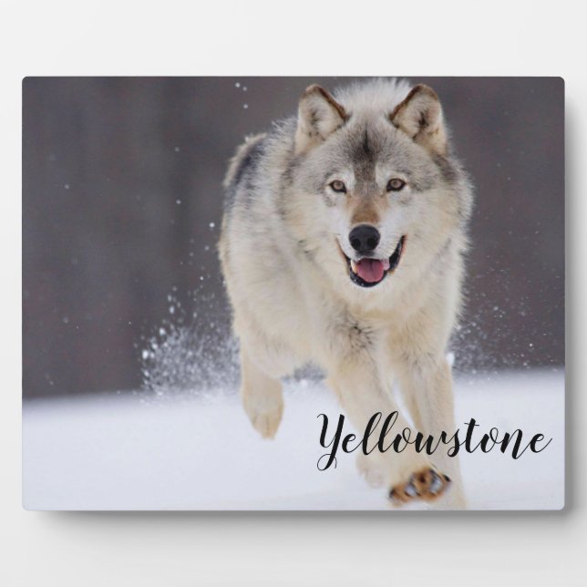 Foto Plaque-Yellowstone Wolf Fotoplatte (Vorderseite)