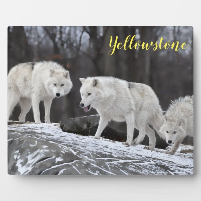Foto Plaque-Yellowstone-Wölfe Fotoplatte (Vorderseite)